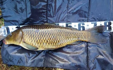 ボイリーエサで80cmコイを釣りあげる【長良川】ノベザオで豪快なファイ…