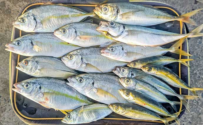 相浜漁港でまさかのシマアジ連発！【千葉県】陸っぱりサビキに高級魚ヒット