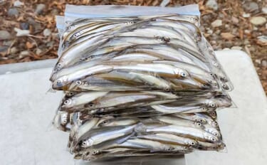 諏訪湖のワカサギ釣りで525尾キャッチ！【長野】底狙いが効いたドーム船…