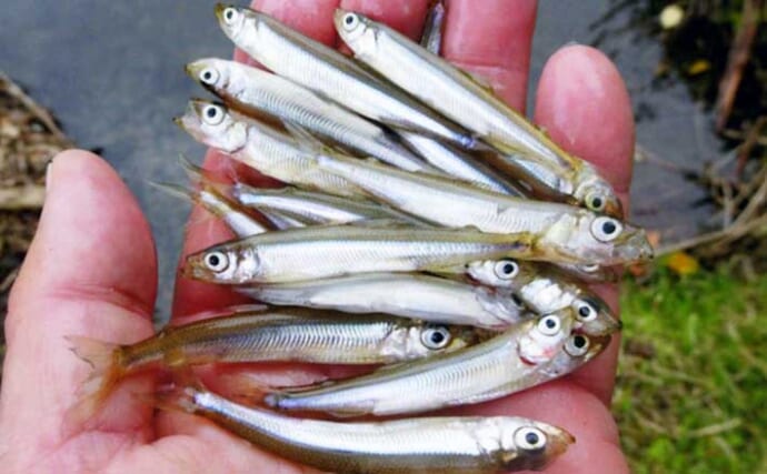 陸から狙う青土ダム湖のワカサギ釣り【滋賀県】本命44匹にスゴモロコ＆シラハエもヒット