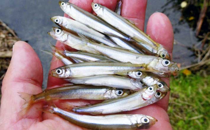 陸から狙う青土ダム湖のワカサギ釣り【滋賀県】本命44匹にスゴモロコ＆シラハエもヒット