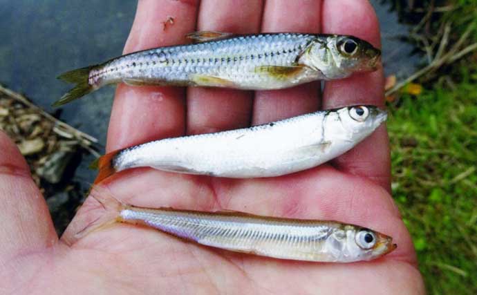 陸から狙う青土ダム湖のワカサギ釣り【滋賀県】本命44匹にスゴモロコ＆シラハエもヒット