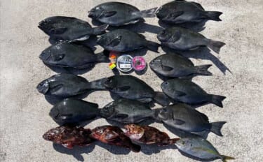 沖磯ウキフカセ釣りで32.7cmグレをキャッチ【三重・長嶋】フグ地獄の…