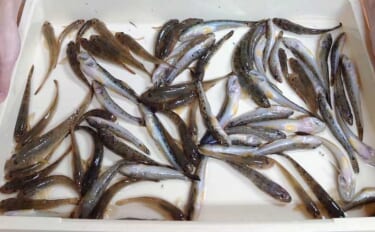 「満潮前の浅場で爆釣！」揖斐川のマハゼ釣りで17cm頭に78匹を手中【…