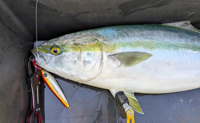 「ズドンと青物襲来！」若狭湾ジギング船で良型ブリ・ヒラマサを好捕【福井】