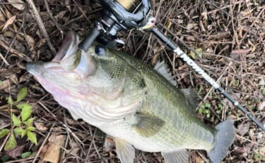 「五三川バス釣りで一線を越えた！」誰もが二度見するランカー52cm捕獲…