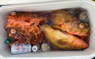 響灘のスロージギングで良型アコウ＆ボッコ手中【山口】軽めジグのフォール…