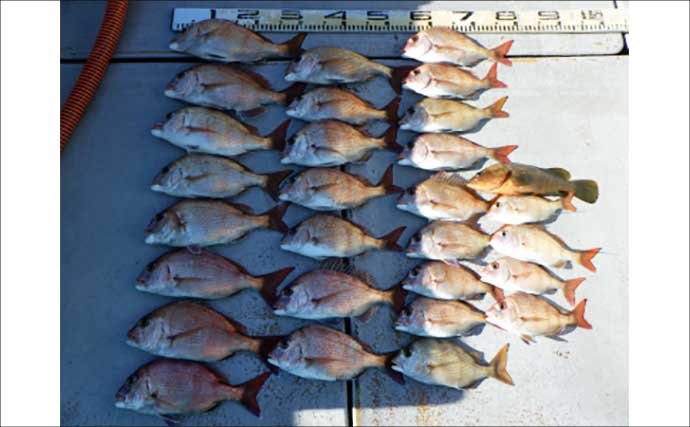 【沖釣り釣果速報】良型クエ登場で船上騒然！イワシ泳がせ釣りで高級食材乱舞（愛知）