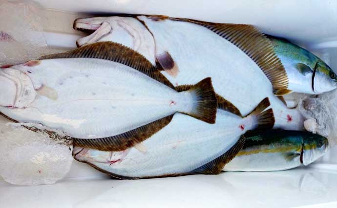 【沖釣り釣果速報】ガツンと本命ヒット！　鳥羽沖のカットウ釣りで良型トラフグを好捕（三重）