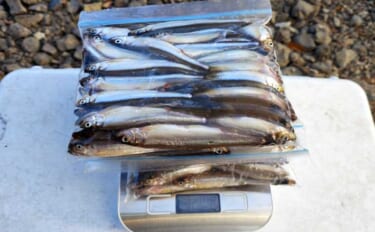 「平均サイズ上々！」西湖のボートワカサギ釣りで12cm級中心に193尾…