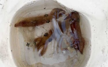 「数年ぶりにヒイカ回遊！」検見川浜突堤のエギングで本命6尾キャッチ【千…