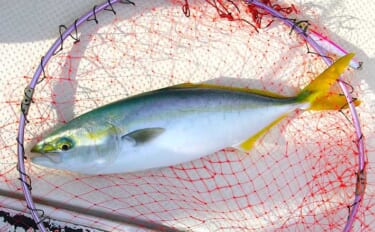 シーズン最後のジギング釣行でハマチをキャッチ！【明石沖】今シーズンは苦…