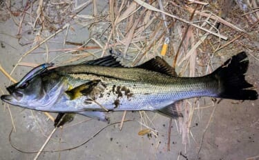 真冬のルアーシーバス釣行で50cm級が連発【千葉・養老川】バチ抜けを発…