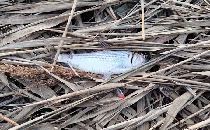真冬のルアーシーバス釣行で50cm級が連発【千葉・養老川】バチ抜けを発見！