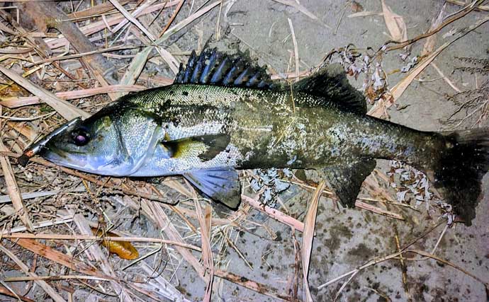 真冬のルアーシーバス釣行で50cm級が連発【千葉・養老川】バチ抜けを発見！