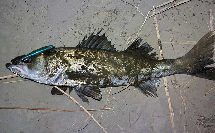 真冬のルアーシーバス釣行で50cm級が連発【千葉・養老川】バチ抜けを発見！