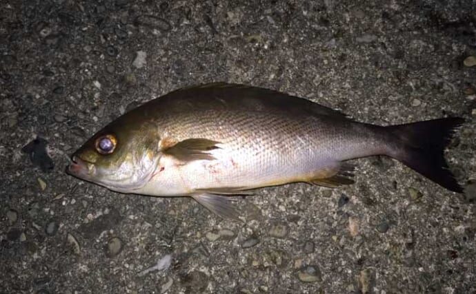 堤防での遠投カゴ釣りで35cm級イサキをキャッチ！　ゲストにマダイとアイゴ