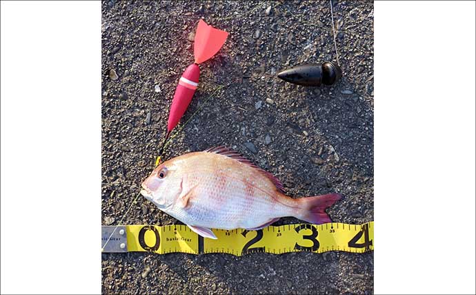 堤防での遠投カゴ釣りで35cm級イサキをキャッチ！　ゲストにマダイとアイゴ