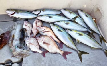 「冬の伊勢湾が熱い！」青物・マダイ・アオリイカの本命3種コンプリート達…