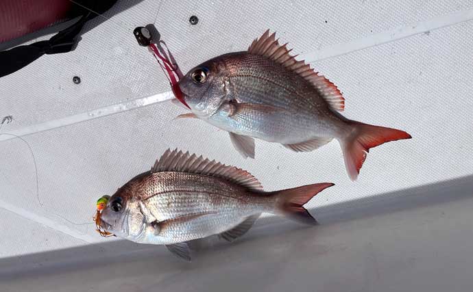 「冬の伊勢湾が熱い！」青物・マダイ・アオリイカの本命3種コンプリート達成