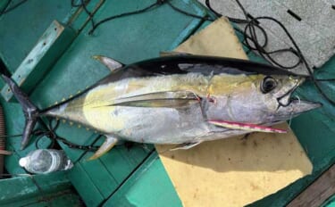 「諦めたら試合終了？」 トンジギ釣行のラスト1投で30kg超えキハダマ…