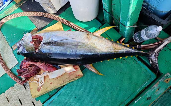 「諦めたら試合終了？」 トンジギ釣行のラスト1投で30kg超えキハダマグロ浮上