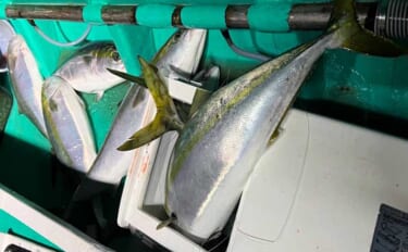 「寒ブリが大爆釣！」電気ブリ釣りでたった30分でクーラー満タンに【新潟…