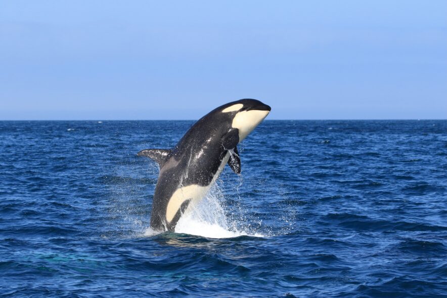 古代の巨大ザメ＜メガロドン＞の生存を脅かした古代生物　全長10m超のライバルたち