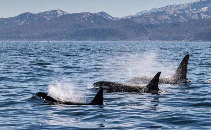 「野生下のシャチ同士がキスする瞬間」が撮影される　シャチの社会性とは？