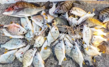 常滑港のウキダンゴ釣りでクロダイ・キビレが連発！【愛知】38cm筆頭に…