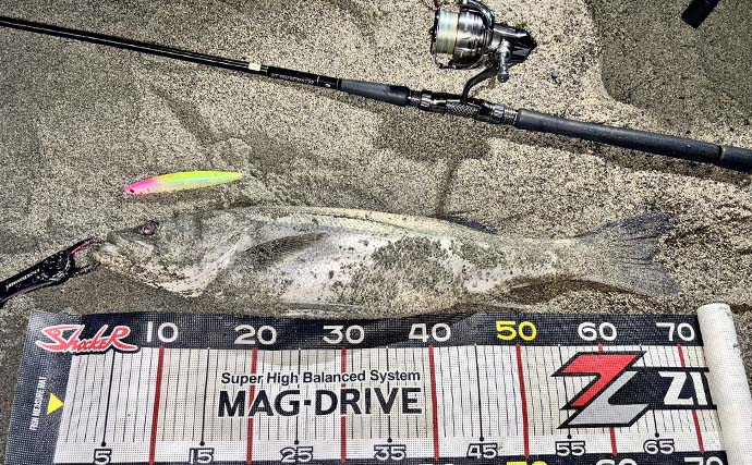 「オオニベ102cmが砂浜に降臨！」遠州灘サーフのルアーゲームでメーター超え達成【静岡】