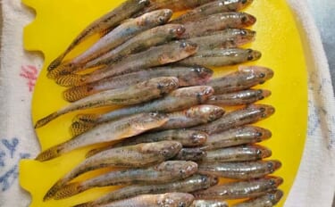 「手前狙いがハマった！」知多半島のチョイ投げ釣りで50匹のハゼを手中【…
