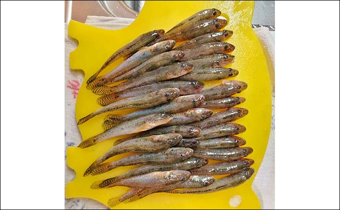 「手前狙いがハマった！」知多半島のチョイ投げ釣りで50匹のハゼを手中【愛知】