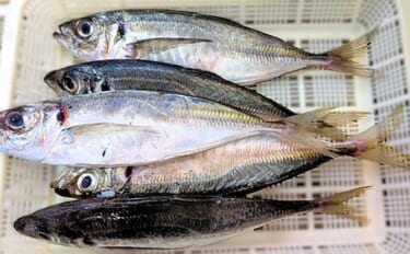 有家港のアジングで良型25cmが連発！【山口】フロートを使った沖目狙い…