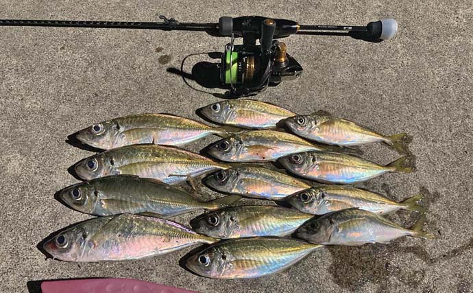 神前浦のアジングで24cm頭に中アジ好ヒット【三重】豆サイズから一気にサイズアップ