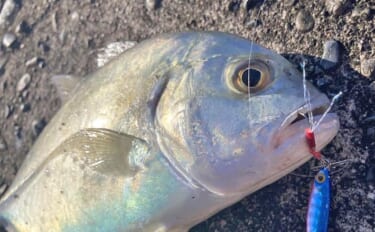 尾鷲港のメッキゲームで30cm超含みツ抜け達成！【三重】メタルジグで攻…