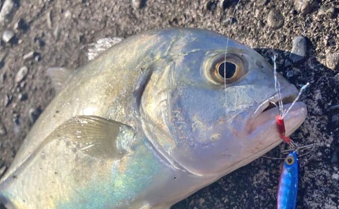 尾鷲港のメッキゲームで30cm超含みツ抜け達成！【三重】メタルジグで攻略