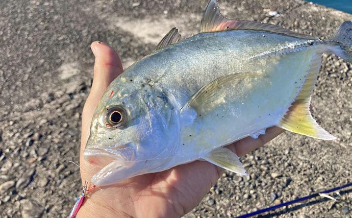 尾鷲港のメッキゲームで30cm超含みツ抜け達成！【三重】メタルジグで攻略