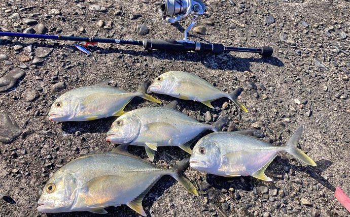 尾鷲港のメッキゲームで30cm超含みツ抜け達成！【三重】メタルジグで攻略