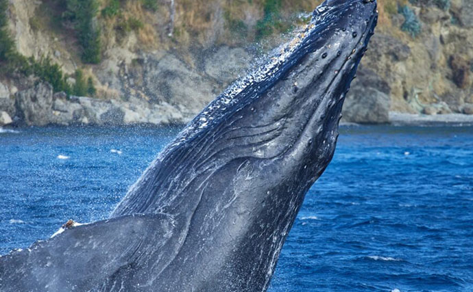 ドローンで＜ザトウクジラのブロー（噴気）＞の回収に成功　39種のウイルスを検出