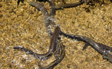 ＜オオウナギ＞が陸上でも狩りをすることが明らかに　上流域の個体ほど陸生…