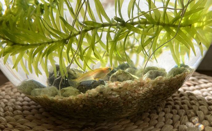 メダカは冬眠する魚！「冬はどうすればいい？」 屋外飼育で気をつけたい3つのこと