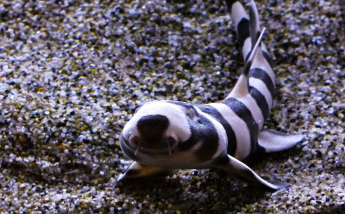 「サメは怖い」の先入観は間違い？　ユニークで全然サメっぽくないサメたちの世界