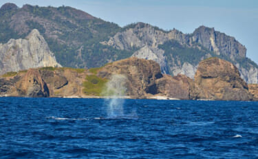 ドローンで＜ザトウクジラのブロー（噴気）＞の回収に成功　39種のウイル…