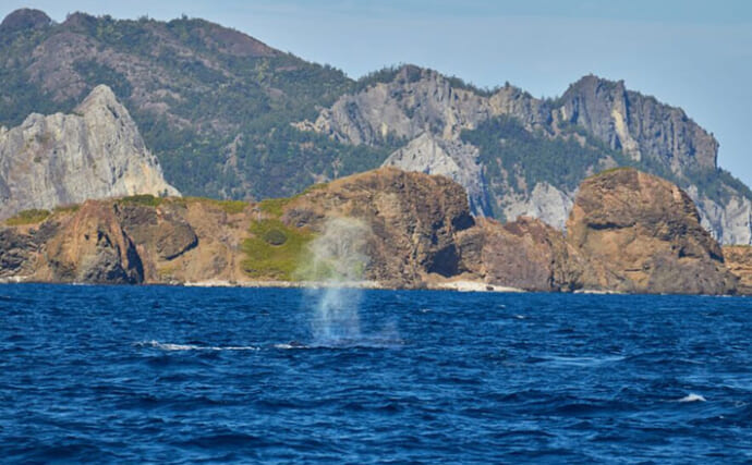 ドローンで＜ザトウクジラのブロー（噴気）＞の回収に成功　39種のウイルスを検出