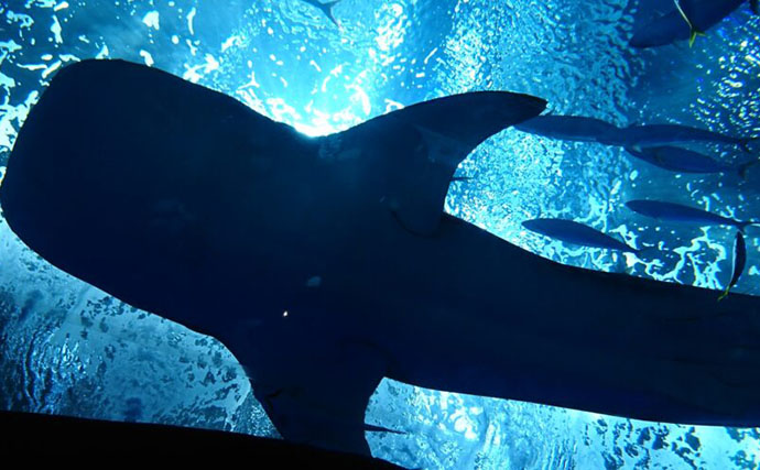 「サメは怖い」の先入観は間違い？　ユニークで全然サメっぽくないサメたちの世界