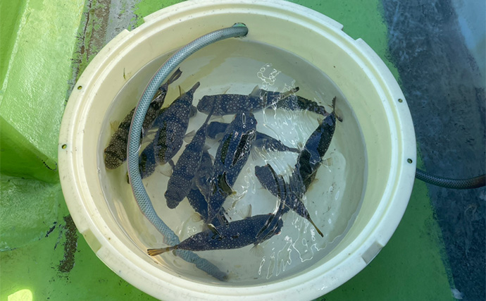 初めてのカットウ釣りでフグ22匹をキャッチ【愛知・おざき丸】1発でハマる面白さ！