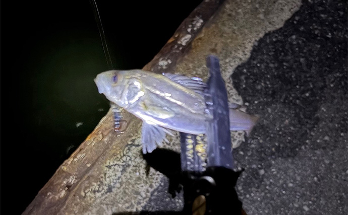 泉大津でのメバリング釣行で55cm頭にシーバス連発【大阪】 メバルは顔見ず