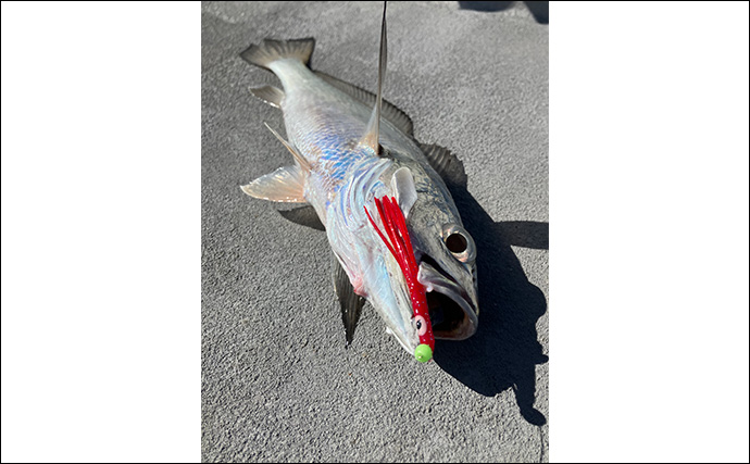 ノマセ釣りで大型メジロを連打！【和歌山・MCL】良型クログチとも対面成功