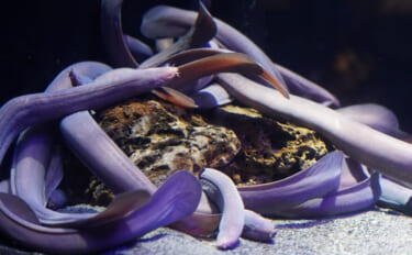 ヌタウナギの【厄介なヌメヌメ】が新たな産業を生む？　100%自然に還る…